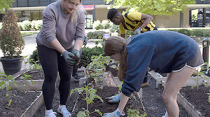Photo of student working in a garden on Academic Walk.